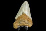 Fossil Megalodon Tooth - North Carolina #109022-1